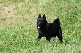 SCHIPPERKE 689